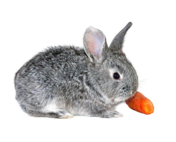 兔子和胡萝卜图片下载