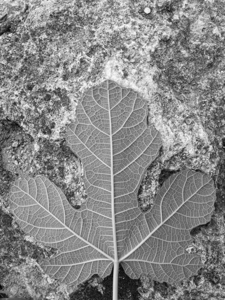 岩石上的遮羞布图片下载