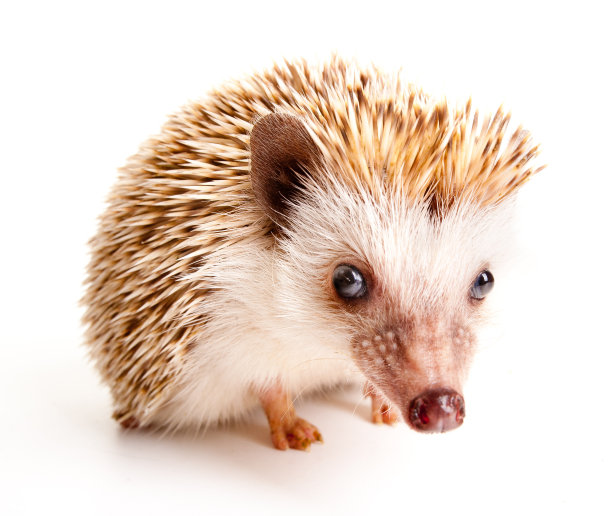 刺猬图片下载