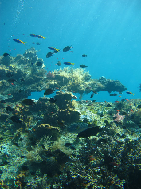 海洋生物:鱼类和珊瑚图片下载