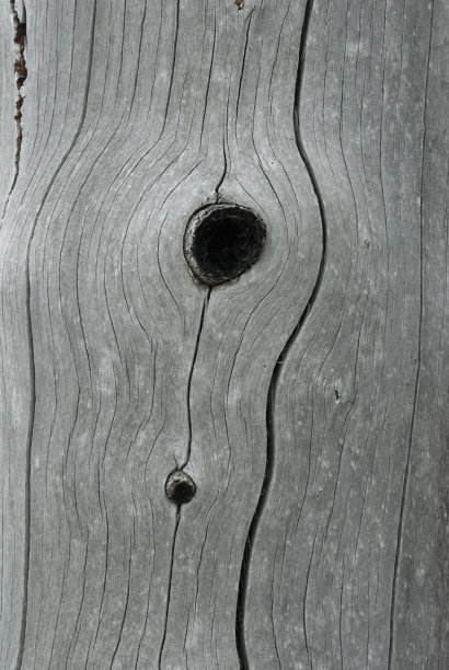 死树，蕨瀑布循环小径，冬天，黄石国家公园图片下载