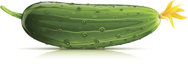 黄瓜绿熟图片下载