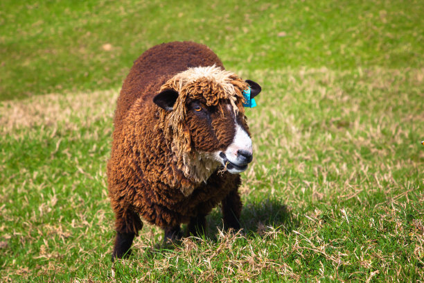 绵羊在看我们图片下载