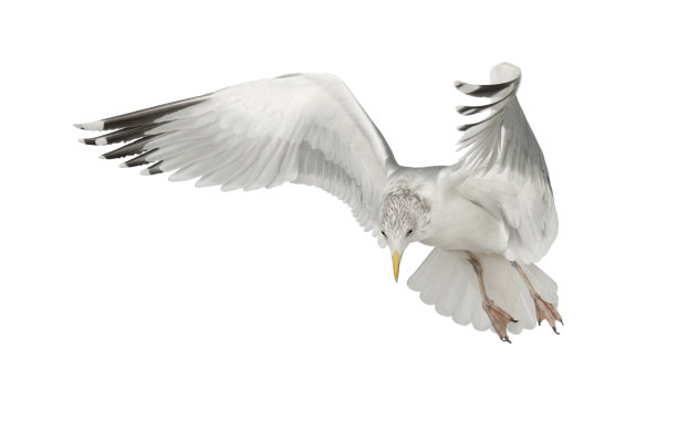 欧洲银银鸥，飞行图片下载