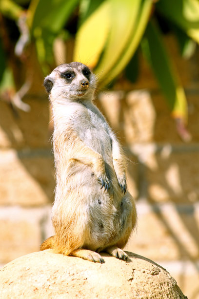 猫鼬环顾四周图片下载