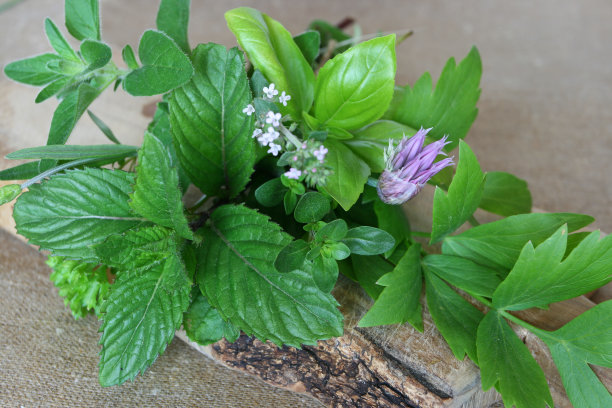 香草-洛奇，薄荷，韭菜，欧芹，牛至，甜罗勒图片下载