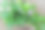 香草-洛奇，薄荷，韭菜，欧芹，牛至，甜罗勒图片下载