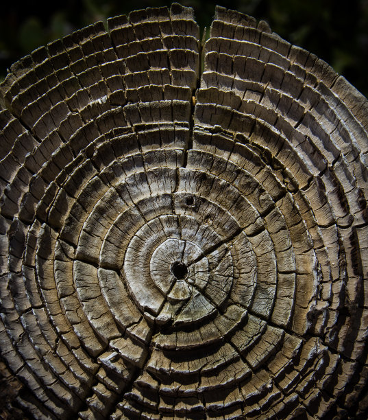 饱经风霜的树的年轮图片下载