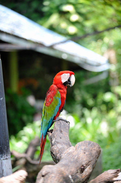 鹦鹉图片下载
