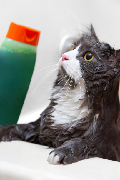 洗澡的猫图片下载