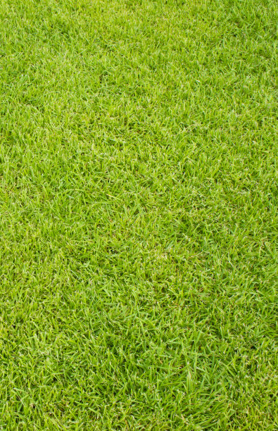 草地的背景图片下载