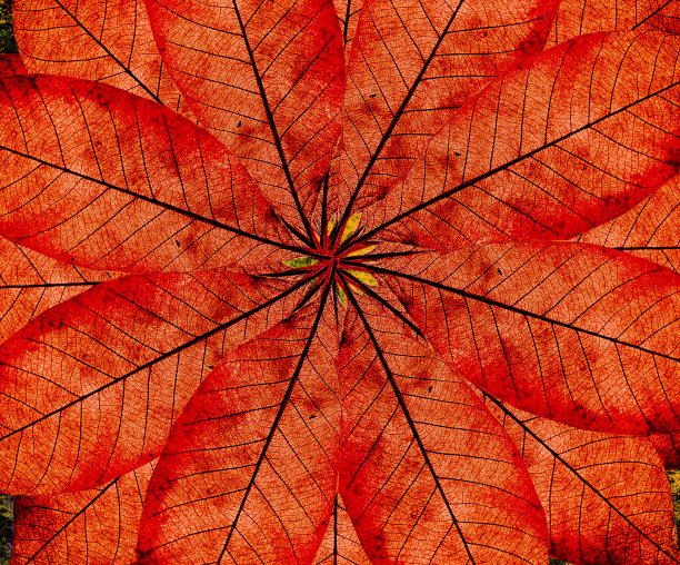 老叶子背景图片下载