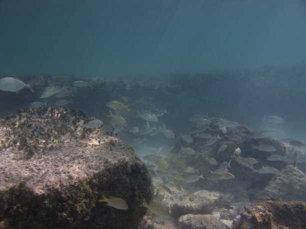 幼鱼群图片下载