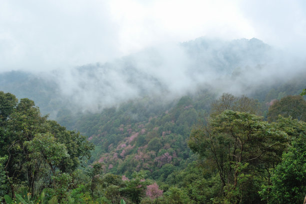 风景美丽的自然山雾图片下载