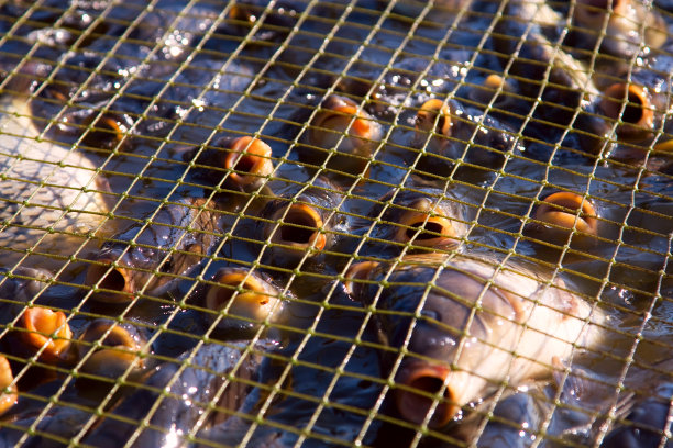 渔网中的鲤鱼图片下载