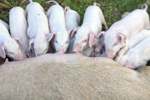小猪崽，在露天吮吸图片下载