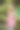 森林里的小女孩图片下载