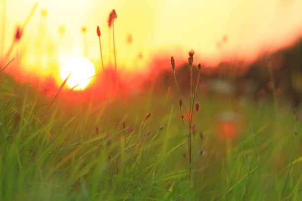 日落草图片下载