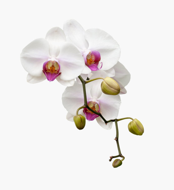 美丽的白色兰花盛开。图片下载