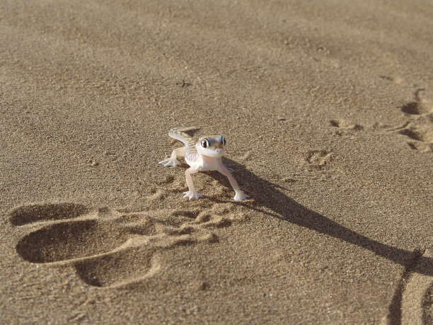沙上的蜥蜴图片下载