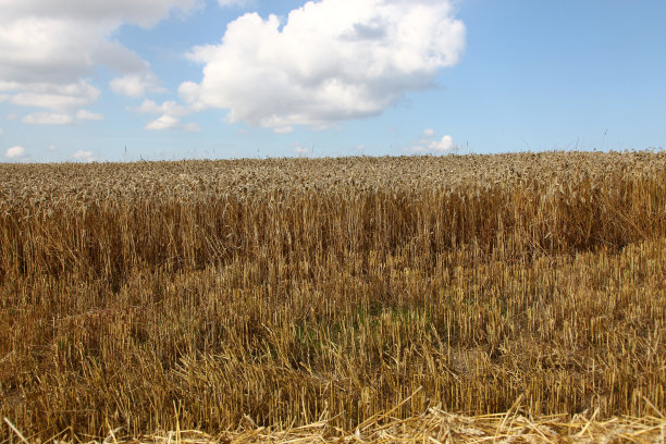 玉米田图片下载