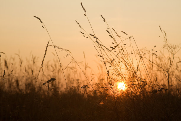 田野里的日出图片下载