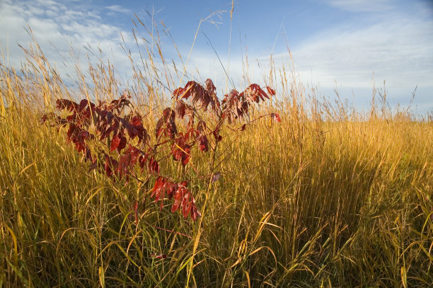 秋日草原与漆树图片下载
