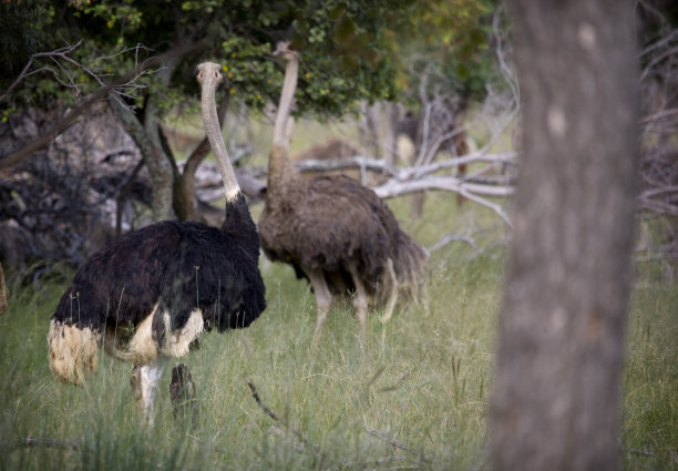 两个鸵鸟图片下载