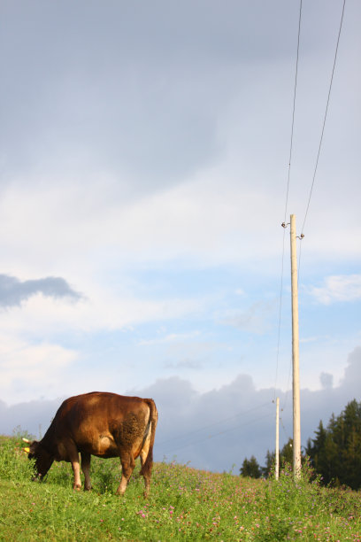 牛在靠近电线的田里吃东西图片下载