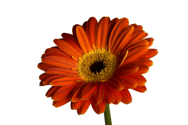 橙色大丁草黛西图片下载