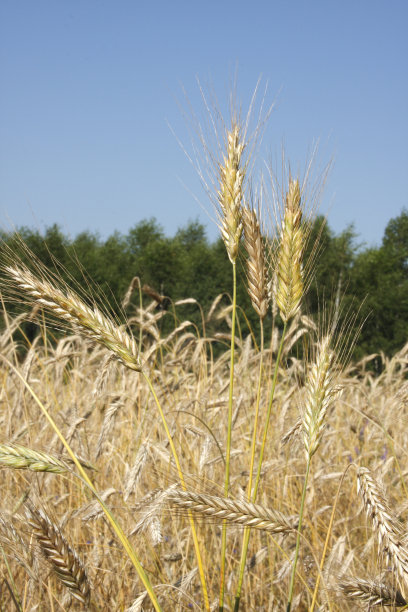 黑麦。图片下载