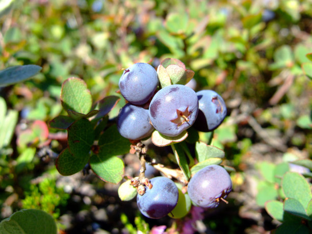 成熟蓝莓。图片下载