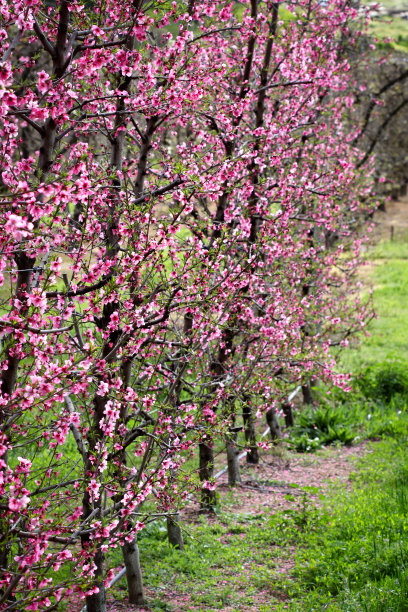 果树上的花朵图片下载