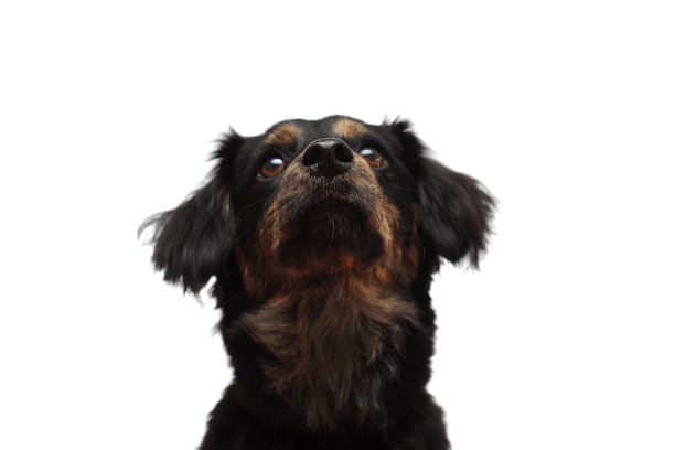 小狗‘乔伊’图片下载