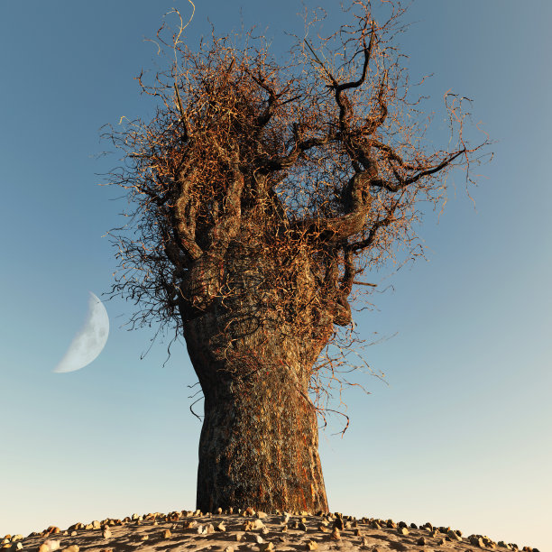 孤独的光秃秃的树图片下载