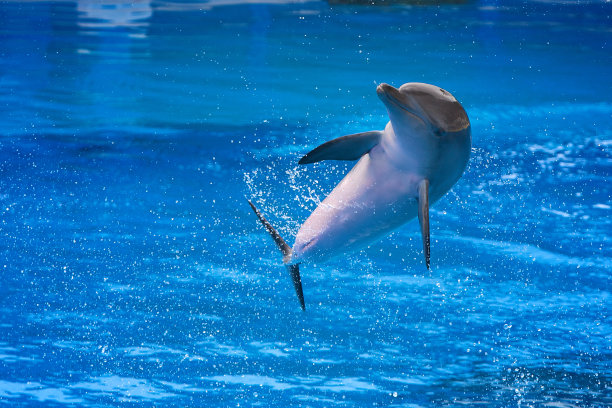 跳跃的海豚图片下载