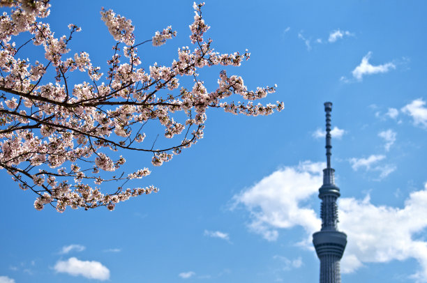 樱花和东京天空树图片下载