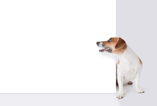 狗看着白色和空的旗帜图片下载