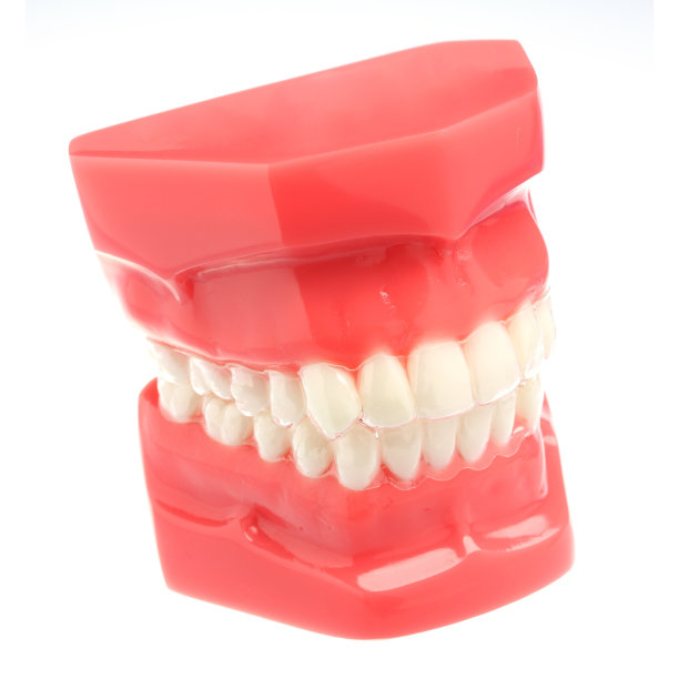 牙齿模型图片下载