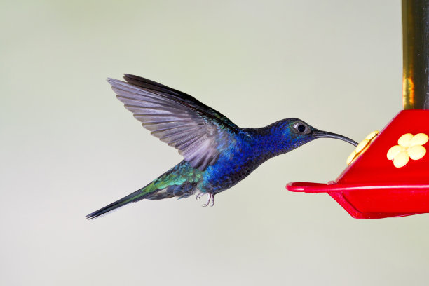 紫刺蜂鸟盘旋在花蜜饲养者，哥斯达黎加图片下载