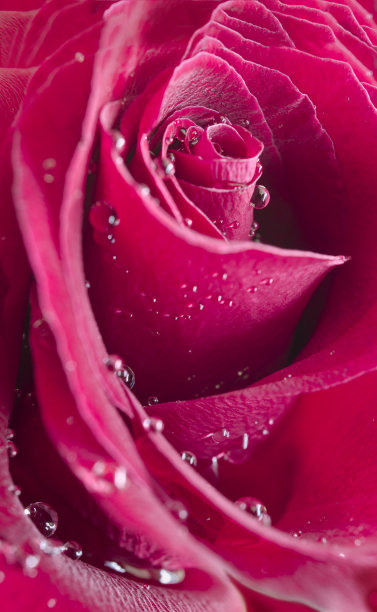 红玫瑰图片下载