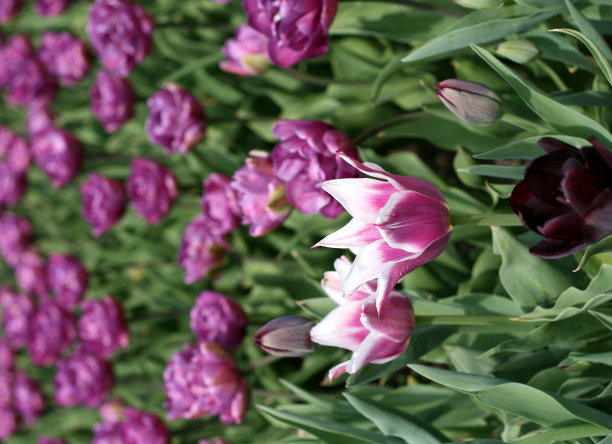 郁金香图片下载