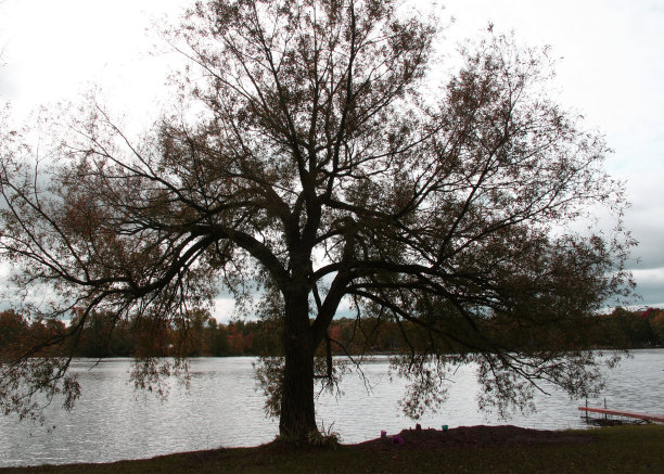 优雅的树图片下载