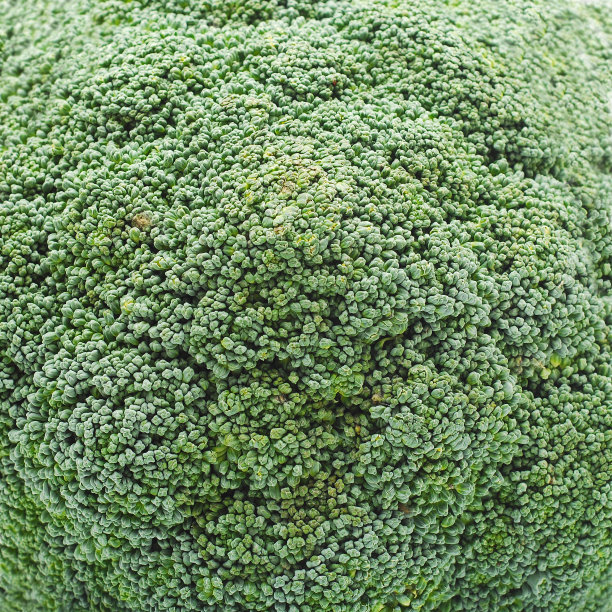 西兰花图片下载