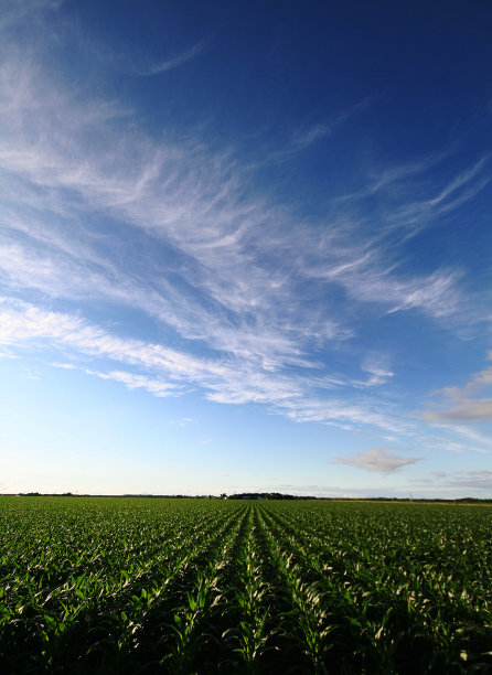 玉米行图片下载