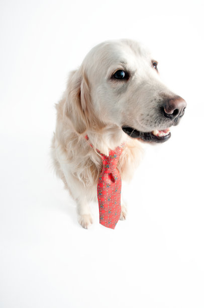 金毛猎犬在一个商业外观图片下载