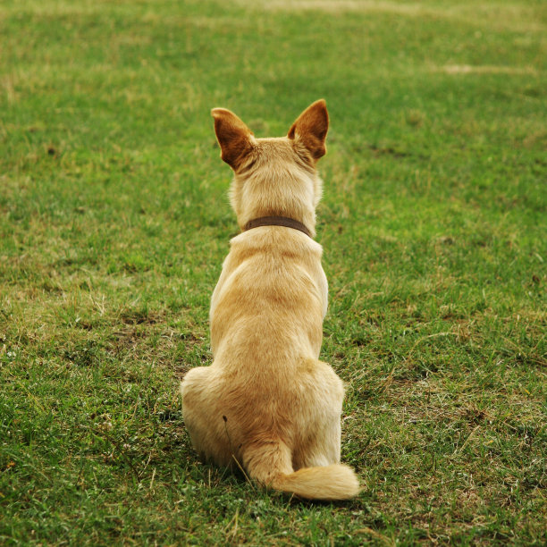 狗坐在草地上图片下载