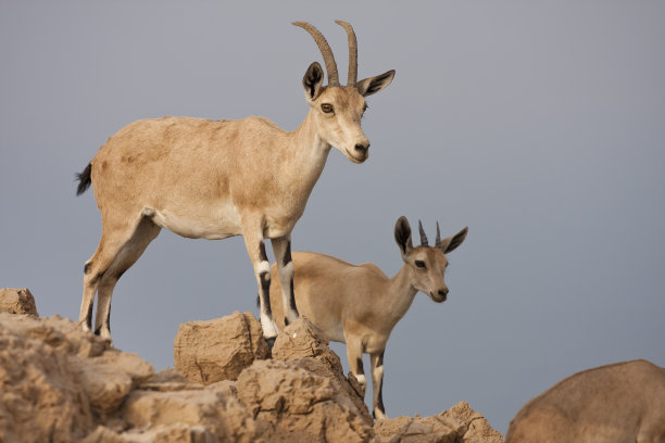 以色列死海沙漠的野生羱羊图片下载