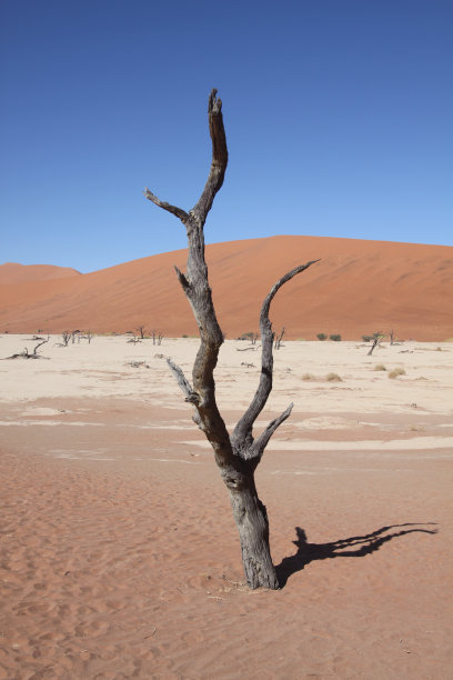 纳米布沙漠的一棵枯树图片下载