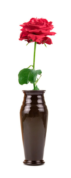 花瓶中的花图片下载